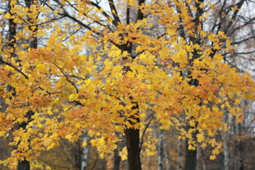 Fototapeta premium золотая осень в парке