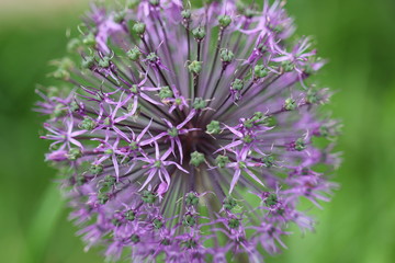 фиолетовый шар декоративного лука весной