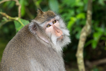 Obraz premium Balinese Long-Tailed Monkey