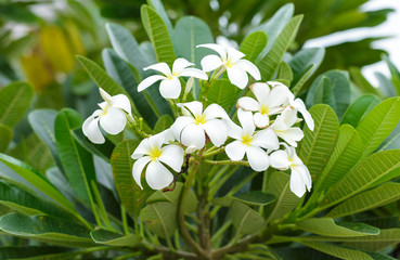 Plumeria