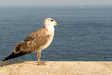 Seagull an the sea