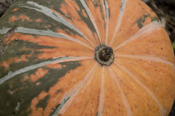 Ripe orange pumpkin with dark streaks lying on the bed