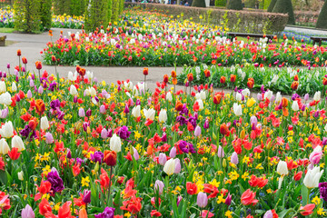 Colourful Tulips Flowerbeds in an Spring Formal Garden