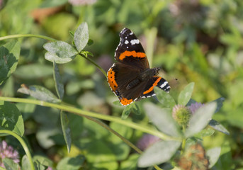butterfly Admiral (Vanessa atalanta) family of Nymphalidae sitti