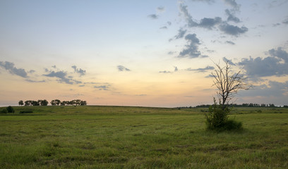 Obraz na płótnie Canvas Twilight.Lone tree in the meadow/