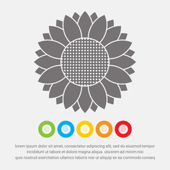 Sunflower icon - Vector
