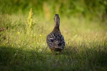 Walking away