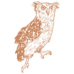 Vector handpicked hand-drawn ilustration with Owl