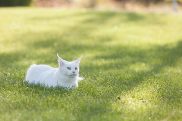 Maine Coon white cat in the wild