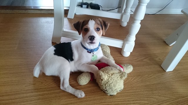 Danish swedish farm dog With a teddy bear 
