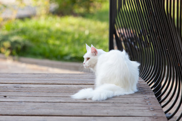 Maine Coon white cat in the wild