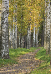 Fototapeta premium The path among the autumn trees, birch trees with yellow leaves