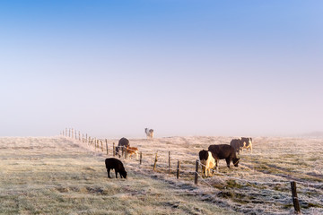Poranek z przymrozkiem © podlaski49