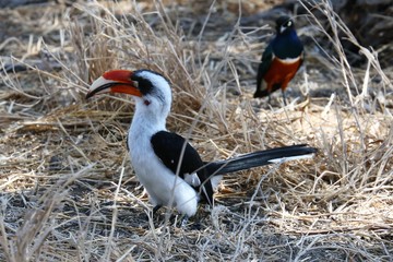 Von der Decken’s Hornbill 
