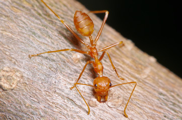 Red ant working on tree