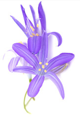 blue bells on a white background