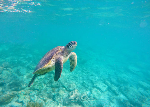 Green sea turtle in wild nature of tropical sea