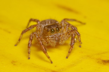 Small jump spider on green leaf