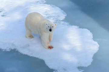Obraz na płótnie Canvas Polar bear on the pack ice north of Spitsbergen