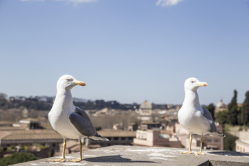 Closeup of a seagulls with Rome city centre as background, in It