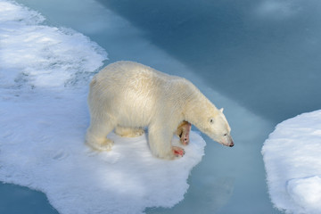 Polar bear on the pack ice north of Spitsbergen © Alexey Seafarer