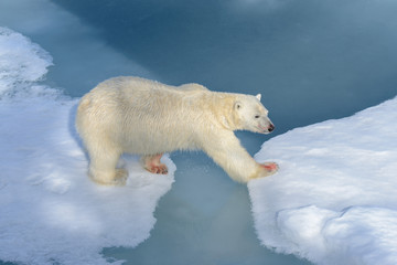 Polar bear on the pack ice north of Spitsbergen © Alexey Seafarer