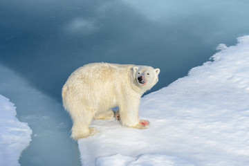 Polar bear on the pack ice north of Spitsbergen © Alexey Seafarer