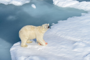 Polar bear on the pack ice north of Spitsbergen © Alexey Seafarer