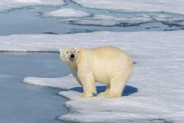 Plakat Polar bear on the pack ice north of Spitsbergen
