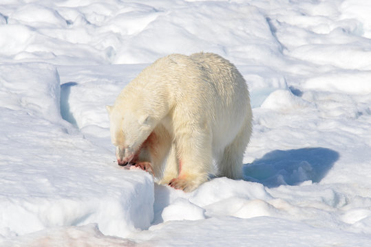 Polar bear on the pack ice north of Spitsbergen