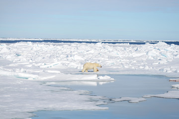 Polar bear on the pack ice north of Spitsbergen © Alexey Seafarer