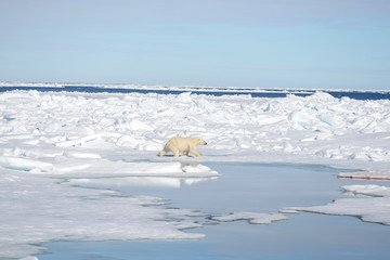 Polar bear on the pack ice north of Spitsbergen © Alexey Seafarer