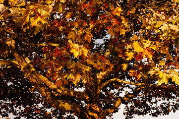 Ahornkrone im Herbst