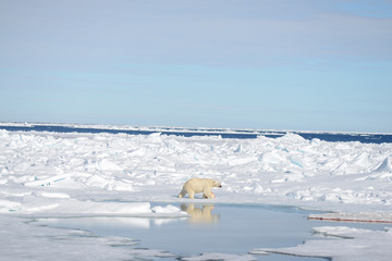 Polar bear on the pack ice north of Spitsbergen © Alexey Seafarer
