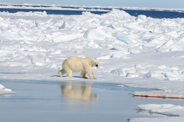 Polar bear on the pack ice north of Spitsbergen © Alexey Seafarer