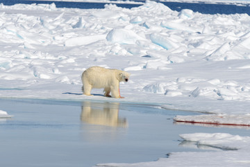Polar bear on the pack ice north of Spitsbergen © Alexey Seafarer