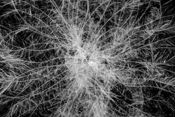 White bird feathers on a black background