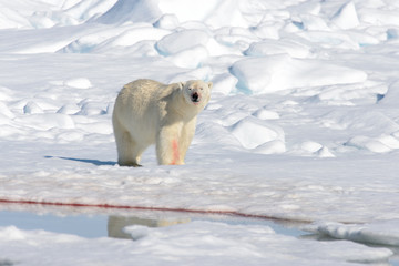 Polar bear on the pack ice north of Spitsbergen © Alexey Seafarer