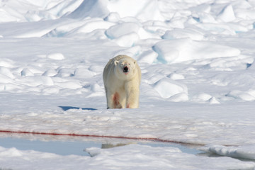 Polar bear on the pack ice north of Spitsbergen © Alexey Seafarer