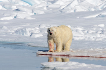 Polar bear on the pack ice north of Spitsbergen © Alexey Seafarer