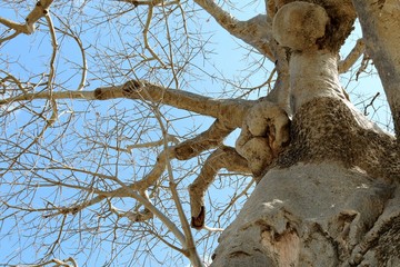 baobab