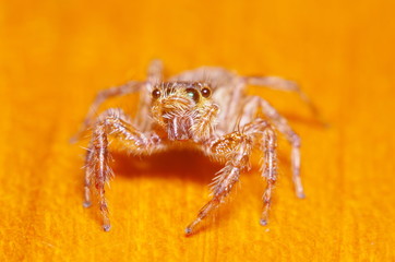 Small jump spider on green leaf