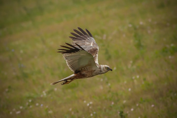 handsome young hawk