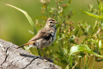 beautiful little bird