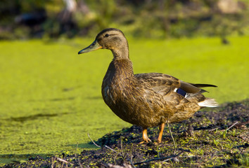 Naklejka na ściany i meble wild duck on the lake