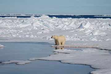 Papier Peint photo Ours polaire Polar bear on the pack ice north of Spitsbergen