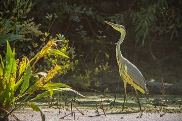Heron in swamp