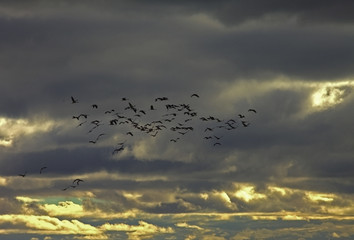 a flock of cranes
