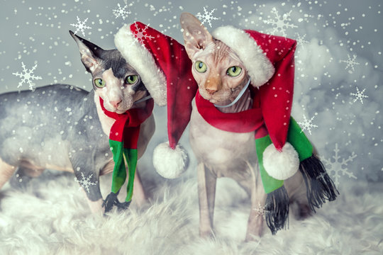 Sphynx Katzen mit Nikolausm&uuml;tze