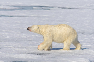 Fototapeta na wymiar Polar bear on the pack ice north of Spitsbergen